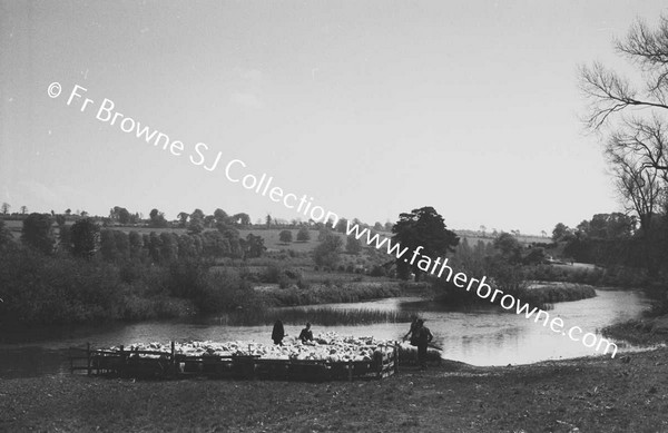 SHEEP WASHING IN RIVER BARROW